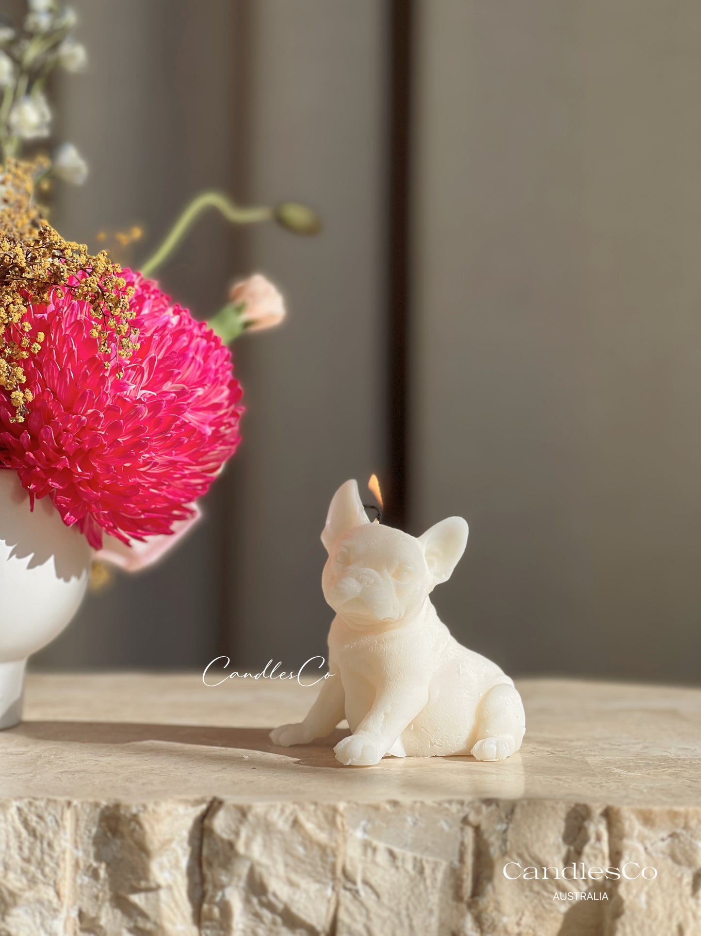 Small French Bulldog