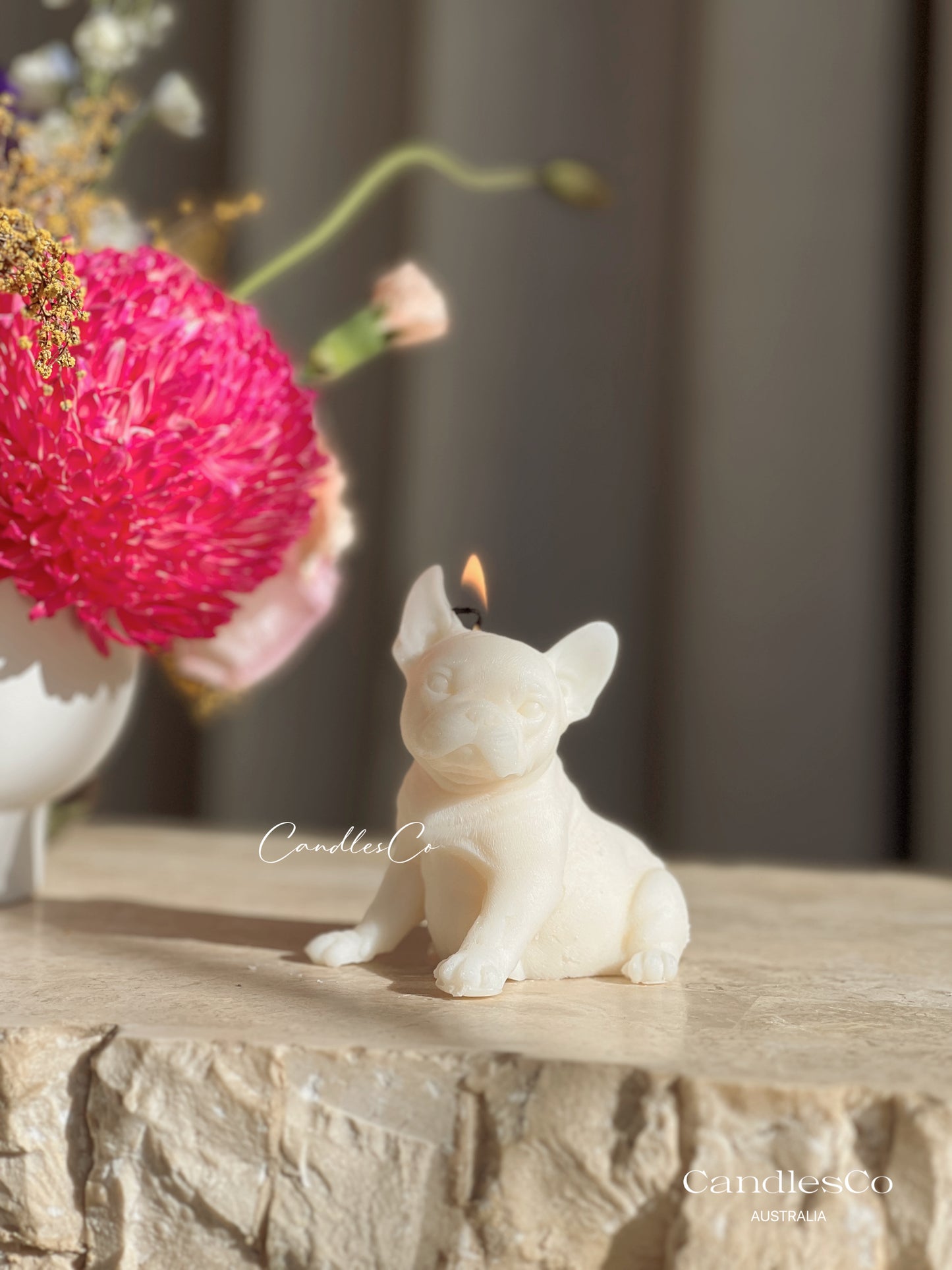 Small French Bulldog