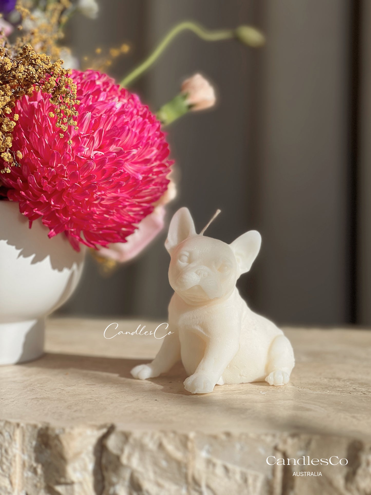 Small French Bulldog