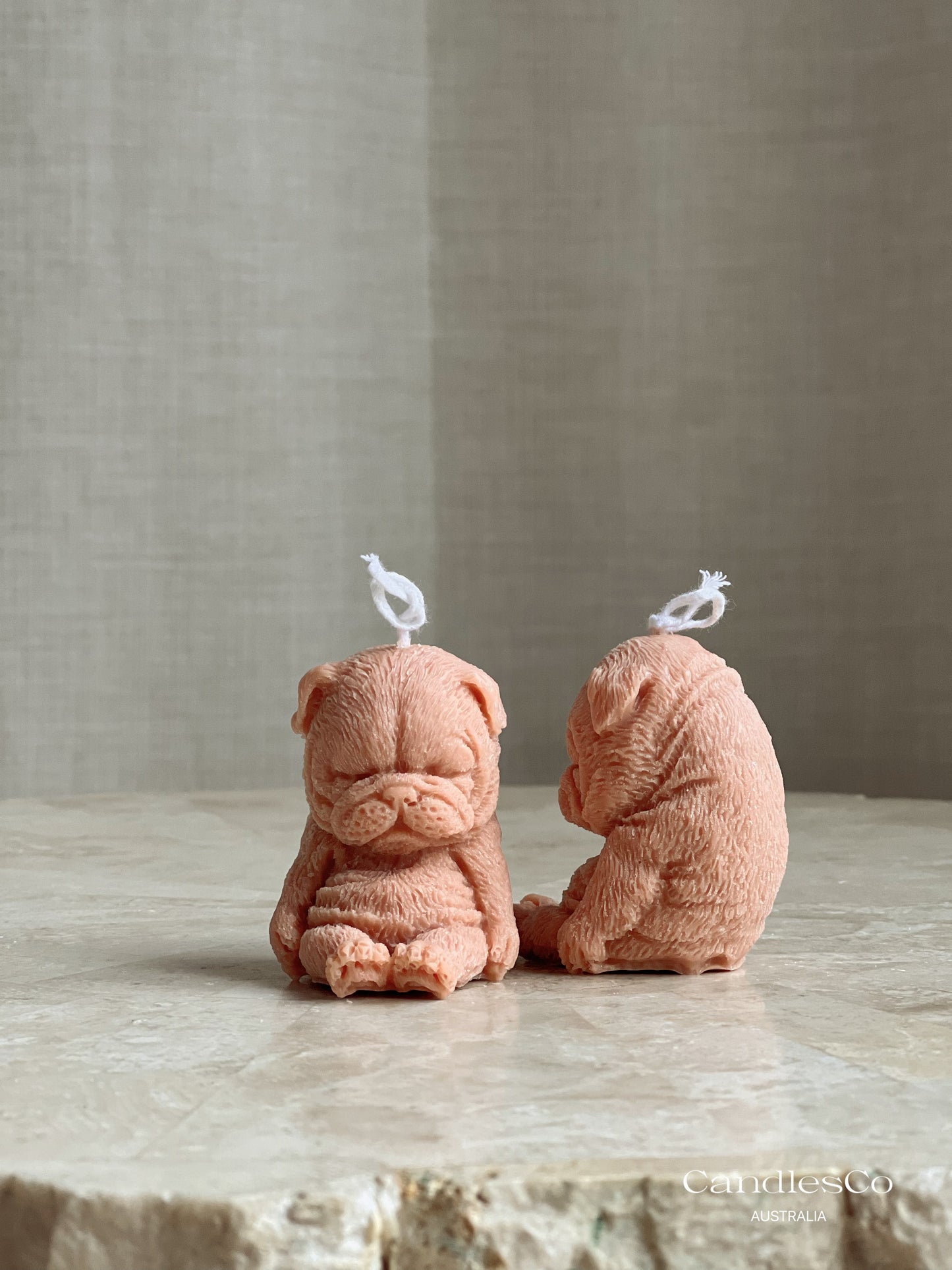 Mini French Bulldog