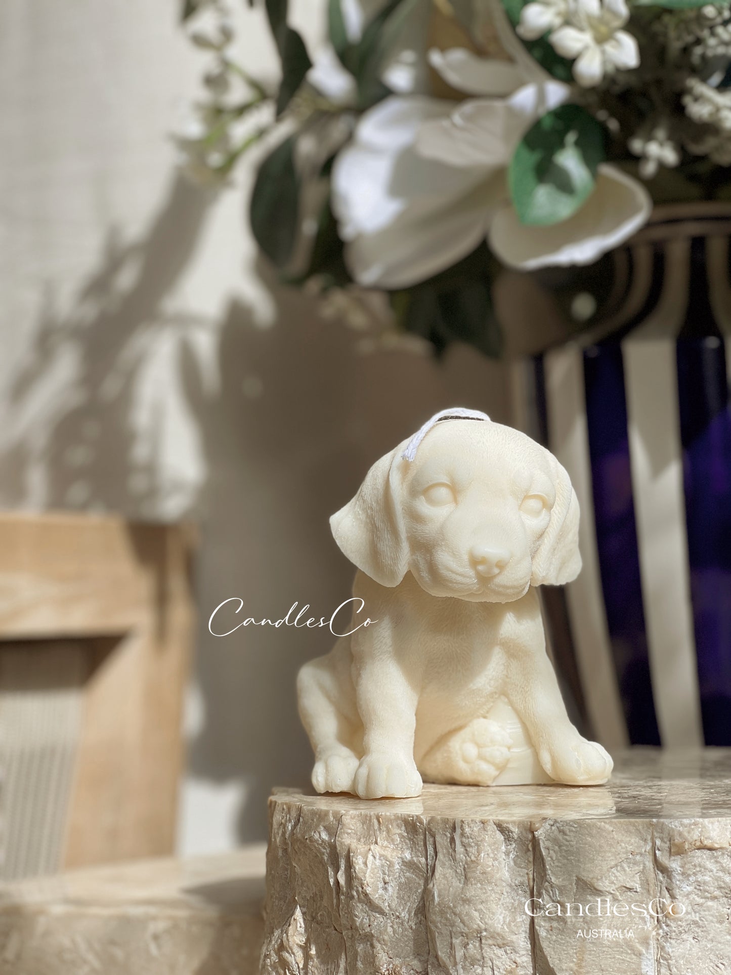Labrador Puppy