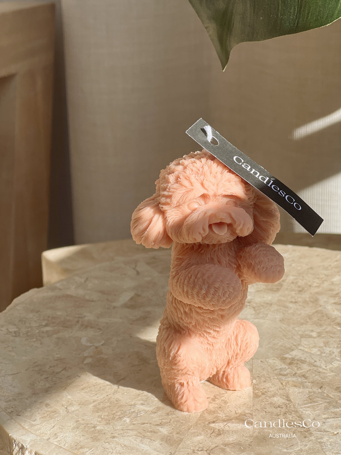 Standing Toy Poodle
