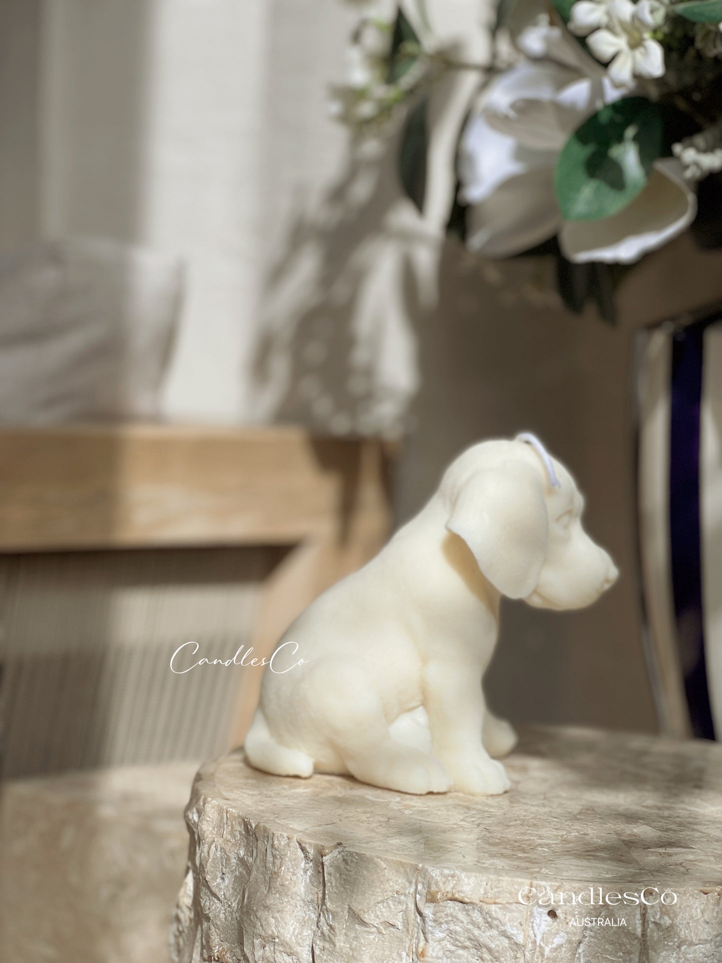 Labrador Puppy