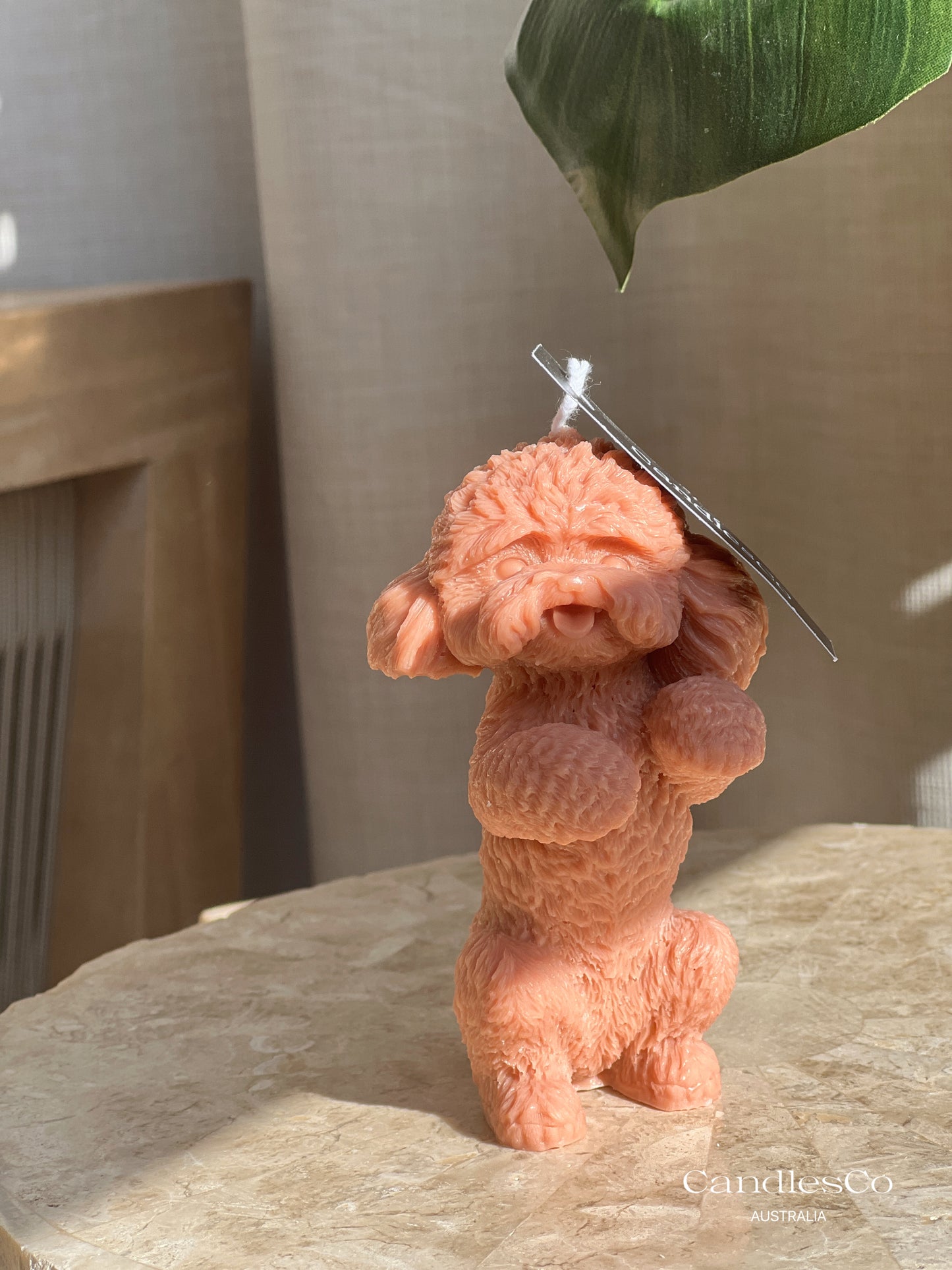 Standing Toy Poodle