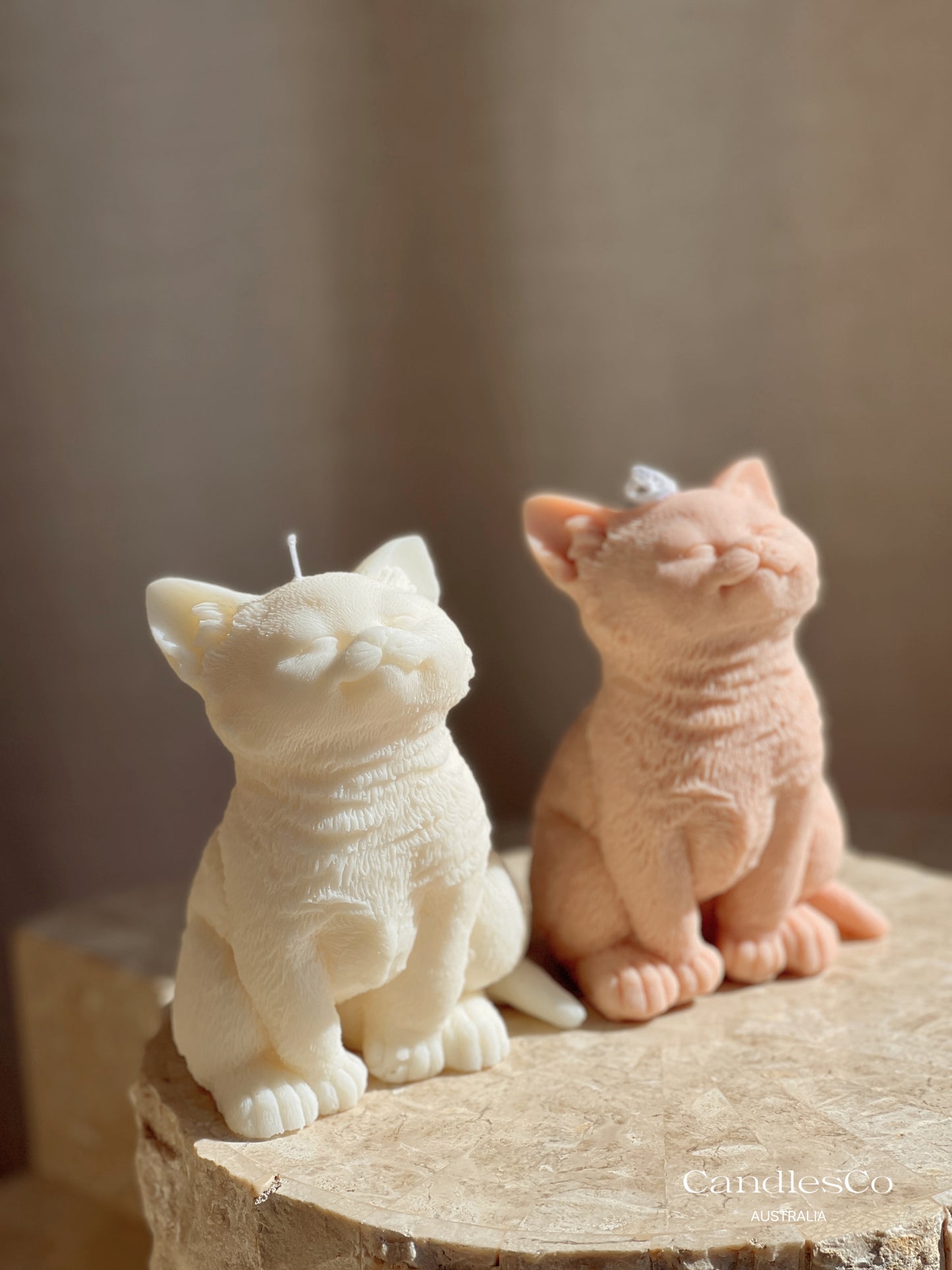 Kitten