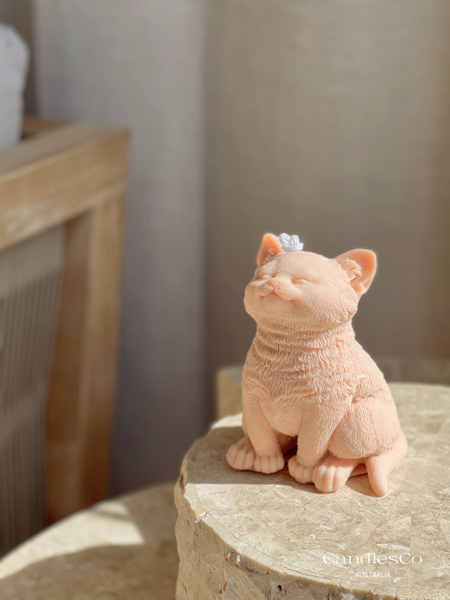 Kitten