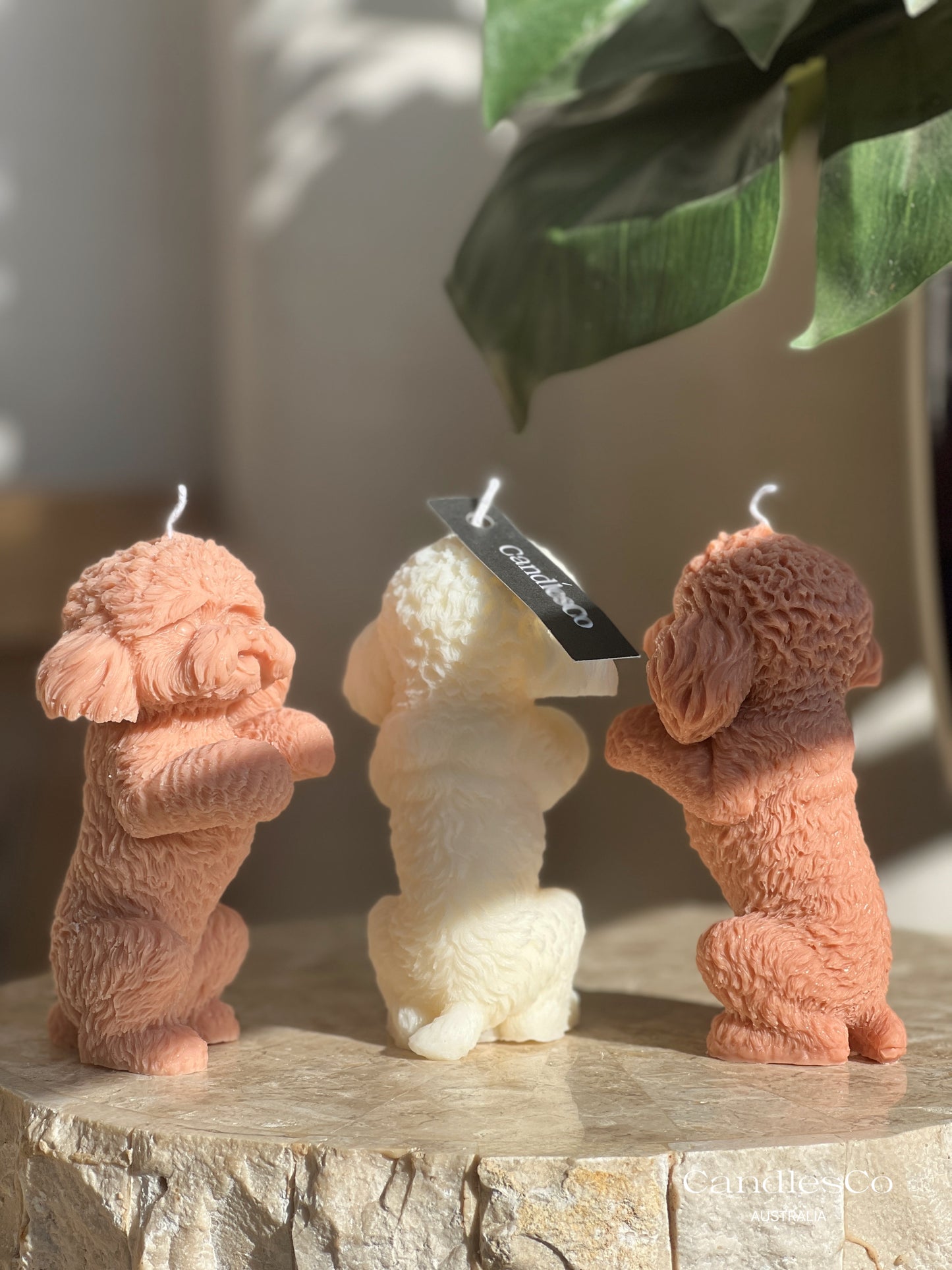 Standing Toy Poodle